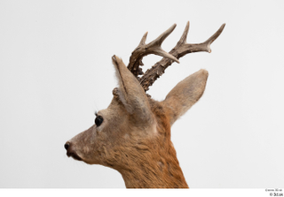 European roe deer head 0007.jpg